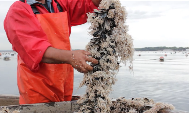 50 quintali di cozze sequestrate: rischio contaminazione