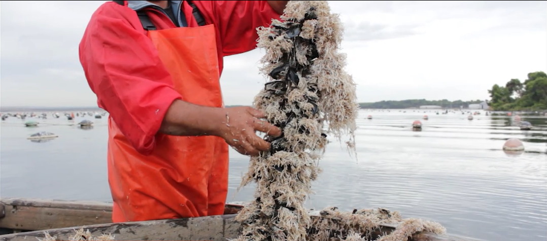 50 quintali di cozze sequestrate: rischio contaminazione