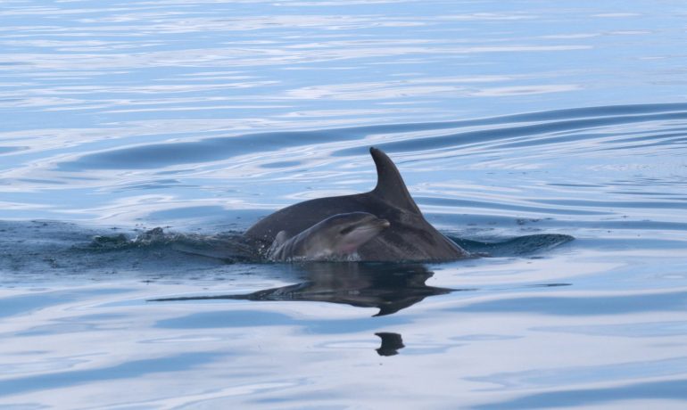Un nuovo respiro nel Mar Grande
