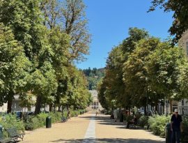 Taranto e il verde che manca: solo 12 alberi ogni 100 abitanti.