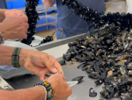 Il rilancio delle cozze passa dal piano delle coste