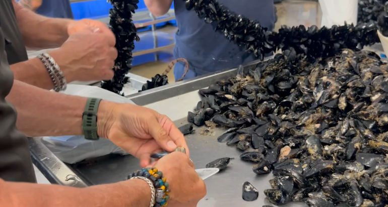 Il rilancio delle cozze passa dal piano delle coste