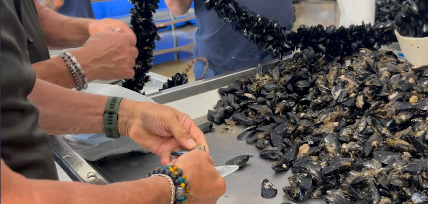 Il rilancio delle cozze passa dal piano delle coste
