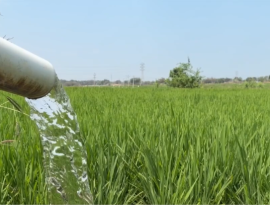 Emergenza agricoltura in Puglia