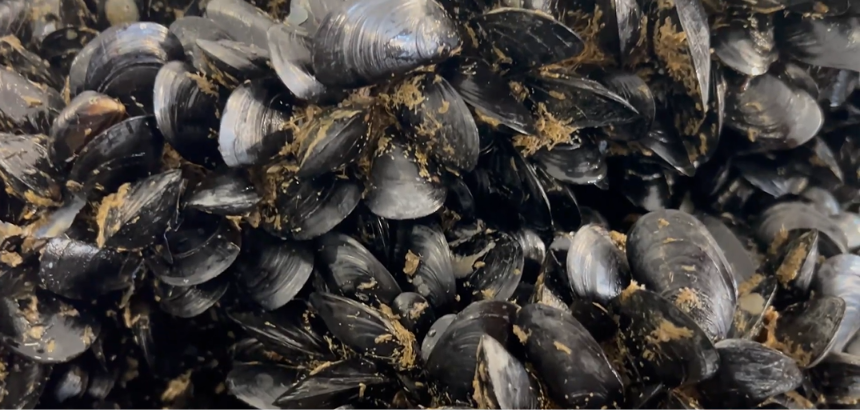 Deroga al novellame straniero nel Mar Piccolo