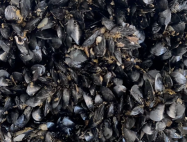 Niente deroghe per cozze straniere